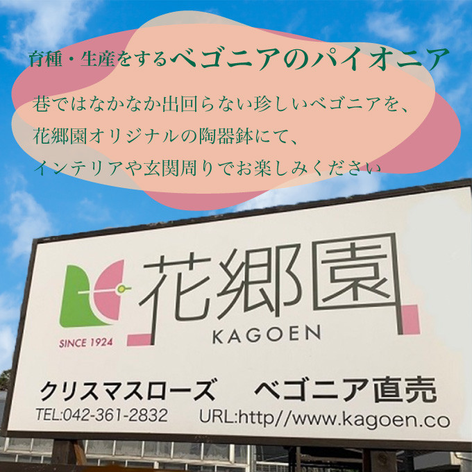 ベゴニアのパイオニア【花郷園】