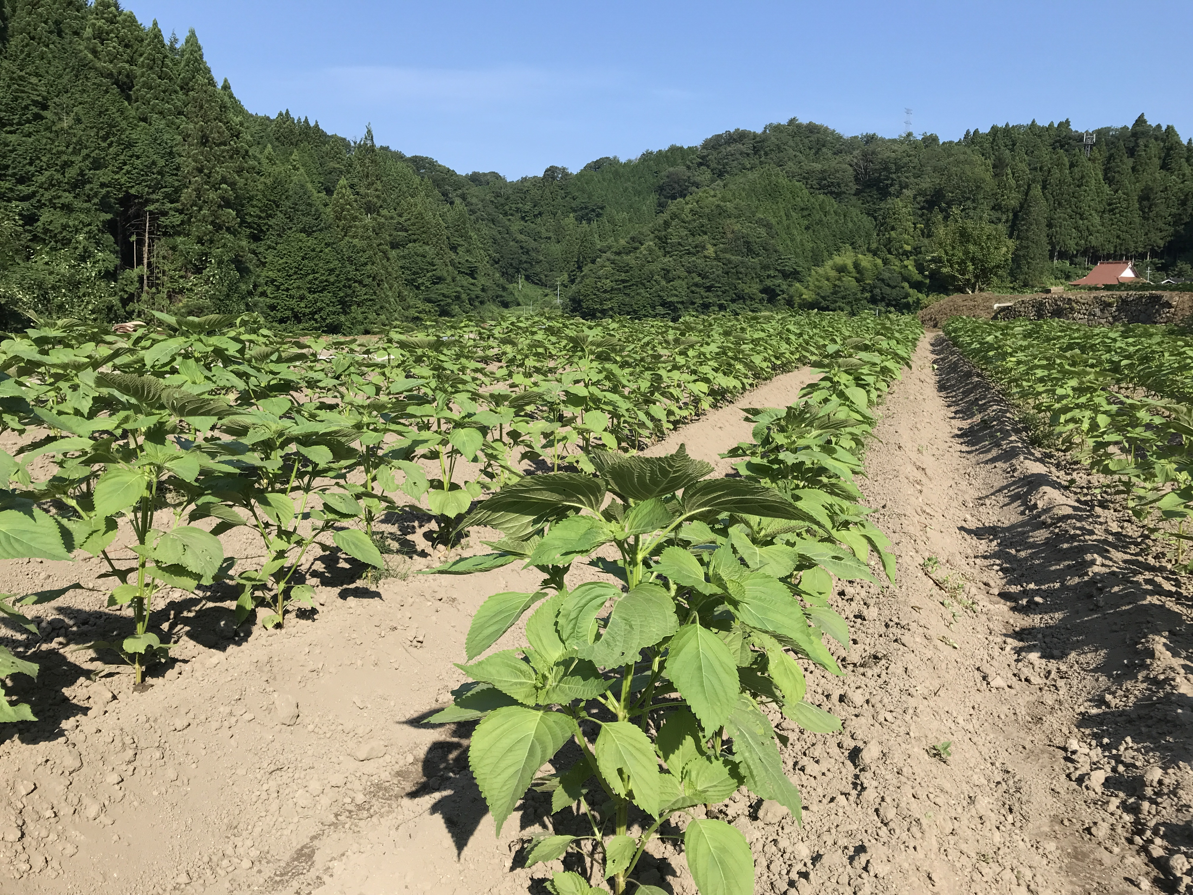 えごまの畑。太陽の下で育っています。