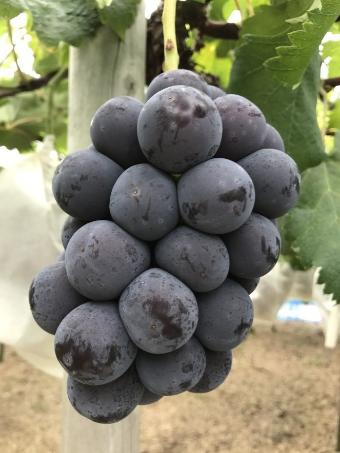 甘さと酸味のバランスがぴったり、種がなく食べやすさが人気の秘密です