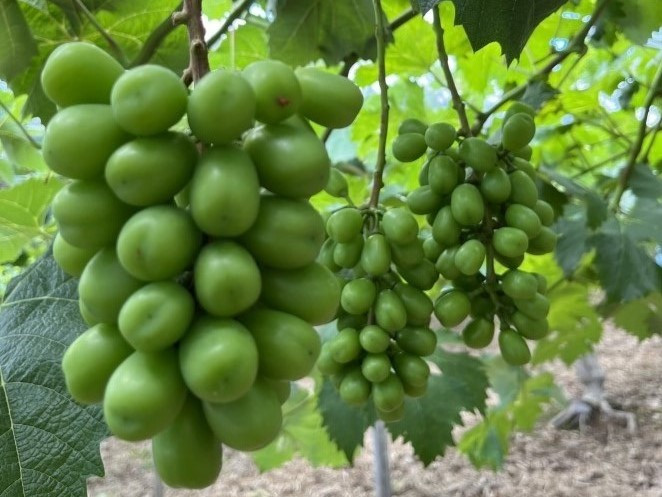 大きくなる途中のシャインマスカット。もっと大きくツヤツヤになります！