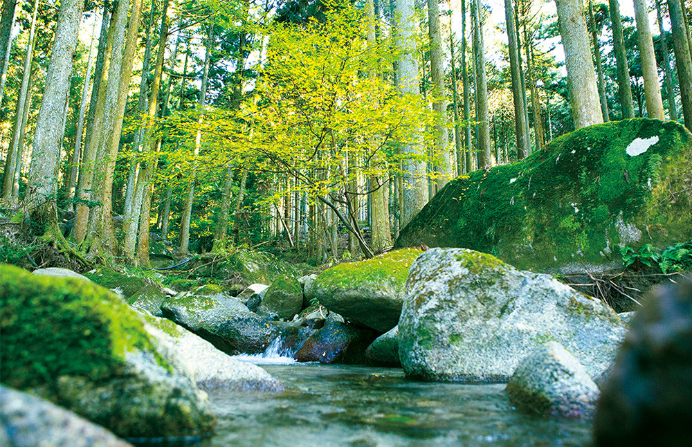 極源流米 お試し パック 約300g 元気つくし