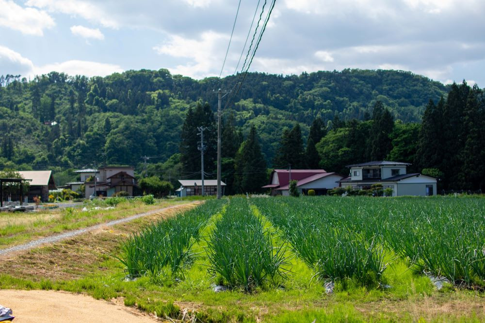 6月のたまねぎ畑