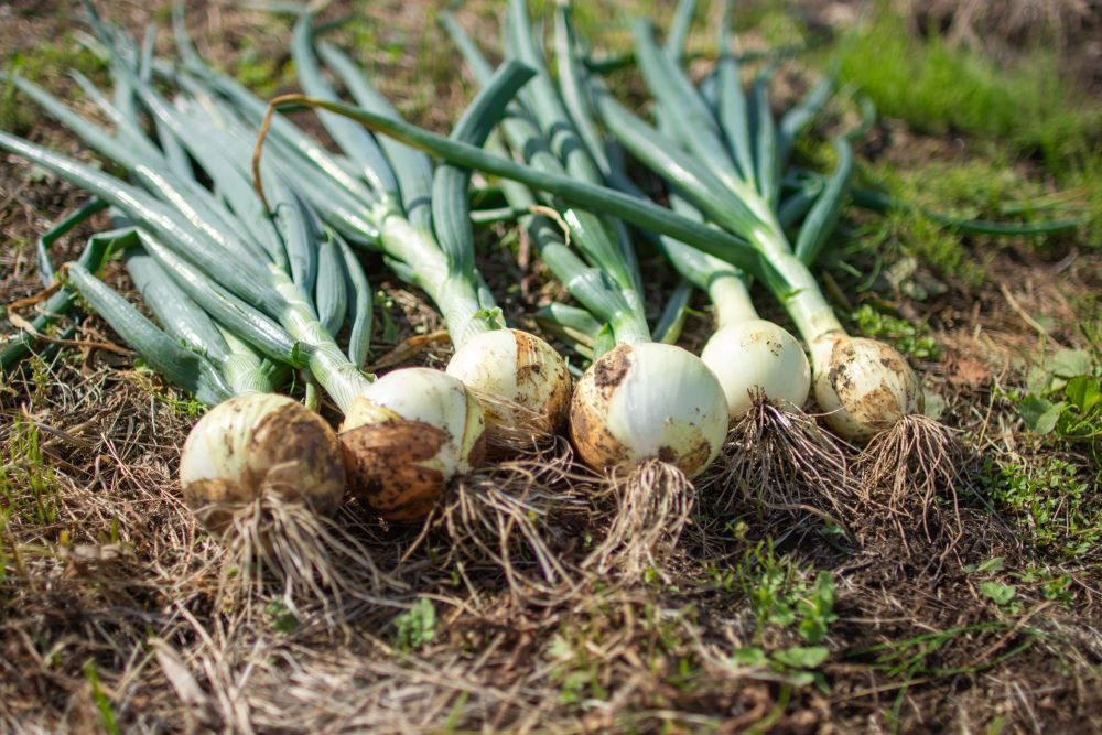 収穫したてのたまねぎ