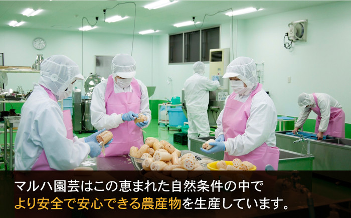 お手軽調理がうれしい洗いれんこん