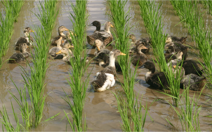 菊鹿の米 アイガモ農法米 白米 2kg×2袋