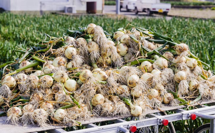 極上の味！「淡路島の極味玉ねぎ」5kg