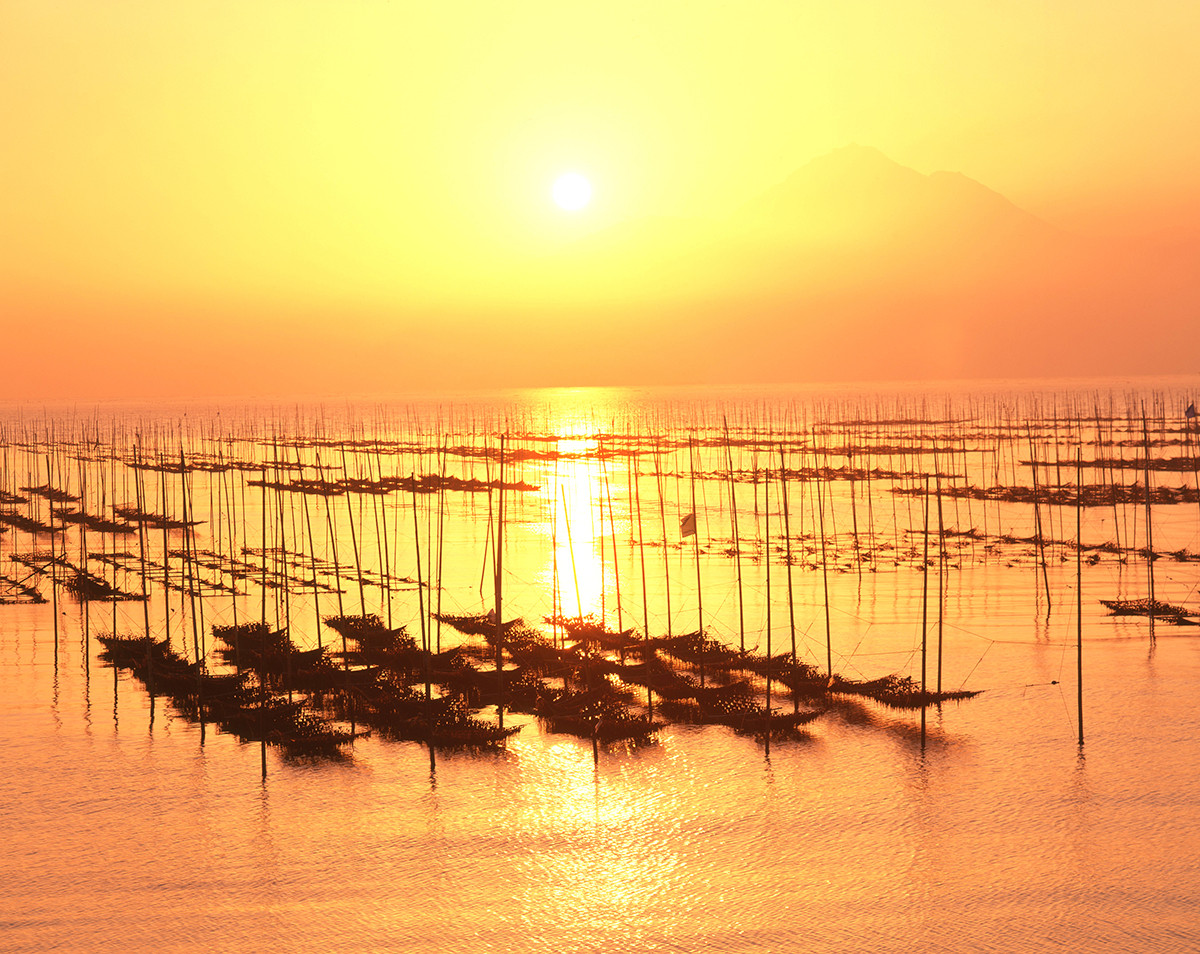 有明海：海苔生産の様子
