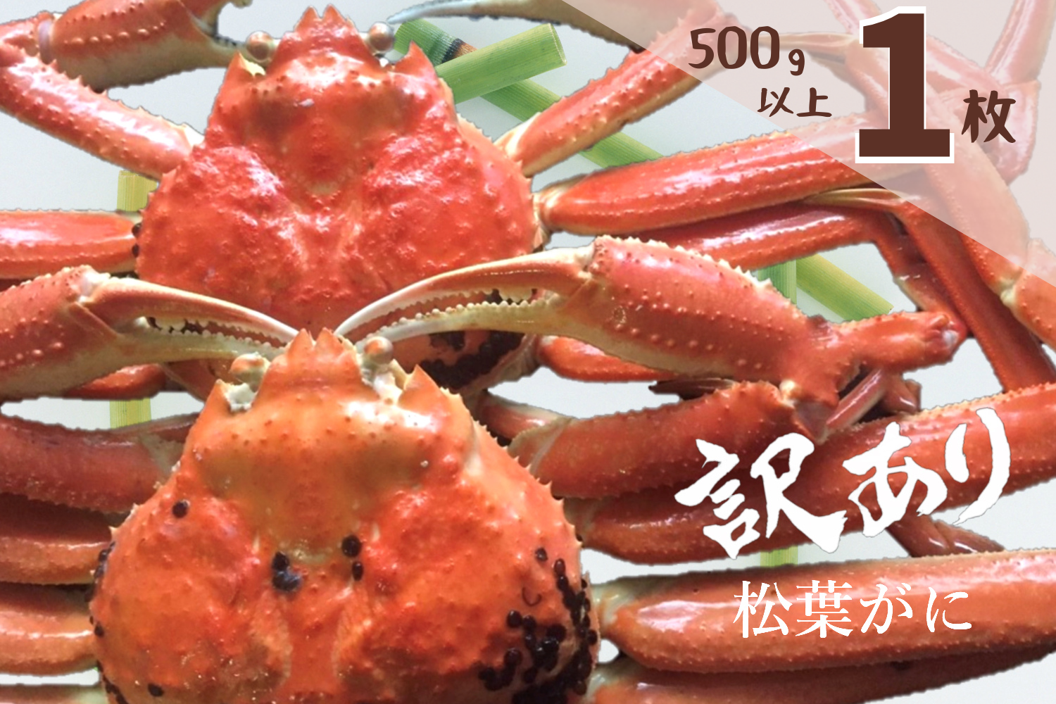 訳ありの松葉ガニ（ズワイガニ）です