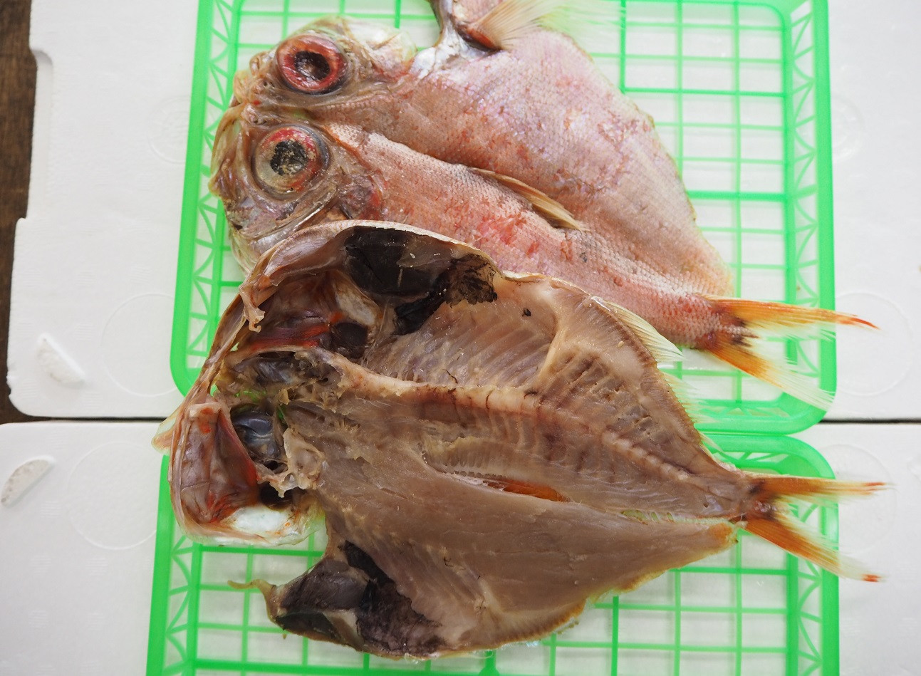 金目鯛