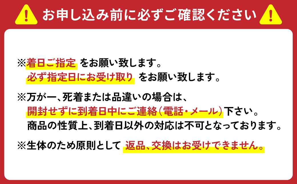 厳選ミックス （オロチ、楊貴妃、幹之、オーロララメ） 改良めだか 10匹