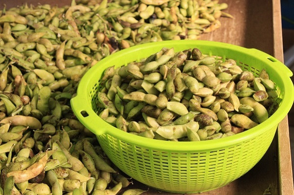 丹波黒大豆枝豆(さや)