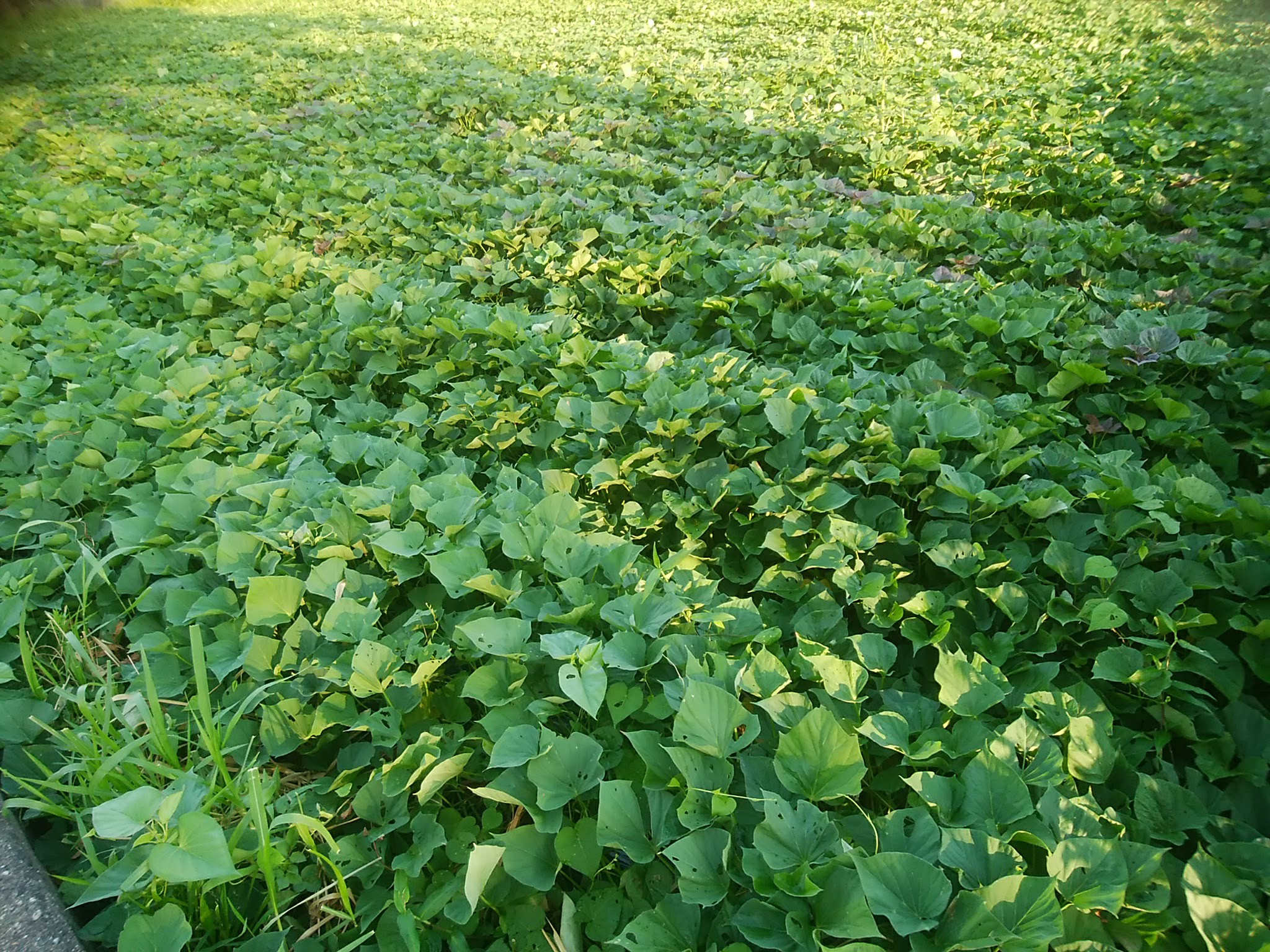 ※画像はイメージです。