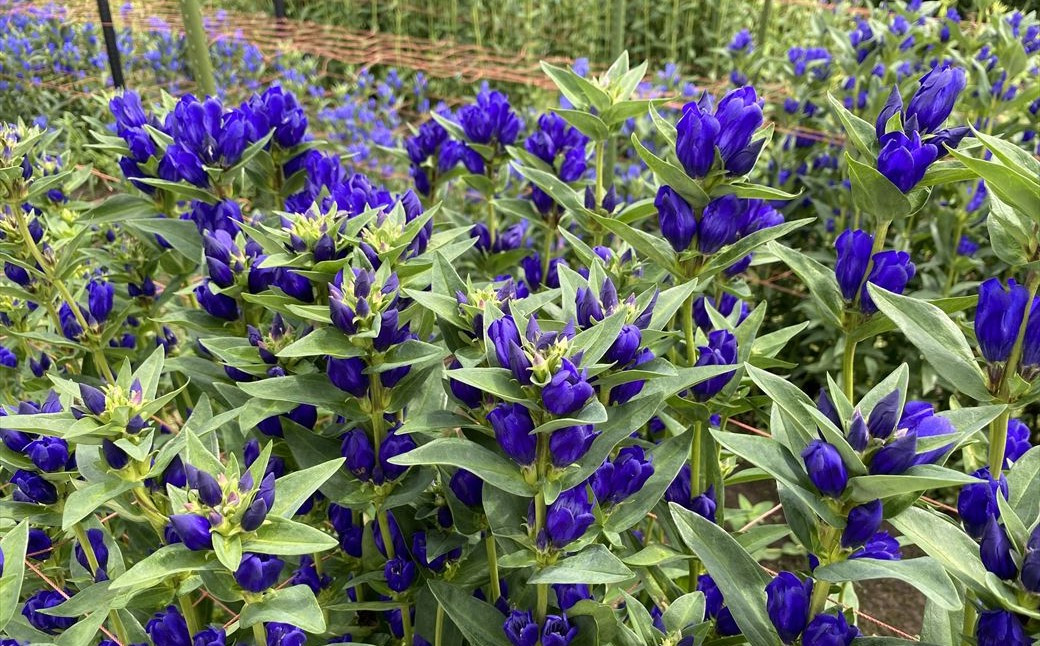 発色が鮮やかで 花持ちが長いのが特徴