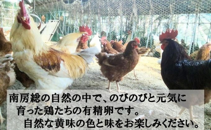 飼料は、遺伝子組替えとは分別されたものを厳選し、草や畑の野菜も食べて、のびのびと育てています。