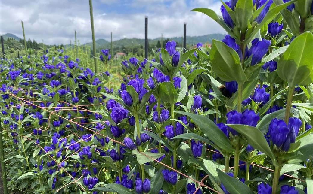 発色が鮮やかで 花持ちが長いのが特徴