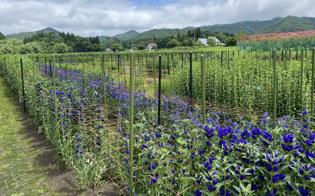西和賀の豊かな自然の中で丁寧に育てられる「りんどう」