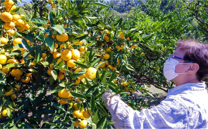  みかん ミカン mikan 蜜柑 果物 くだもの フルーツ 柑橘 かんきつ 小玉 濃厚 甘い 甘味 ギフト 人気 先行予約