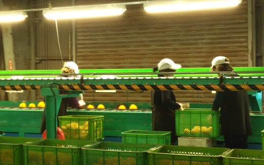 JAさがブランドの正規品です。選果場で、キズ・大きさ・糖度などのチェックを受けて出荷されます。