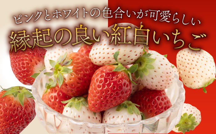 希少な白いちごとさがほのかを食べ比べ！