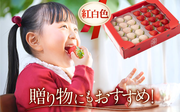 希少な白いちごとさがほのかを食べ比べ！