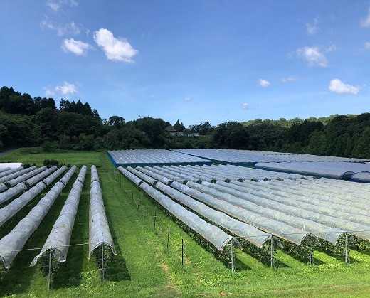 奥出雲葡萄園のぶどう畑