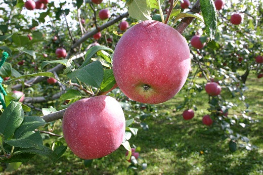 爽やかなリンゴの酸味が特徴のワインです。