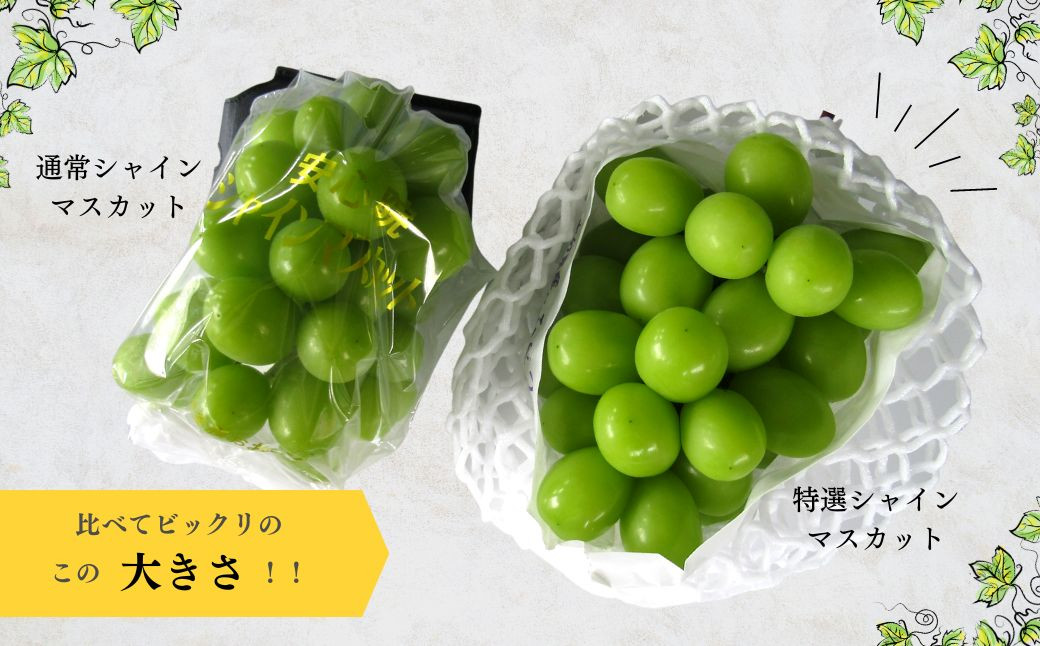 A-494【数量限定・大粒】特選シャインマスカット 700g シャインマスカット 特選 赤秀 大粒 数量限定