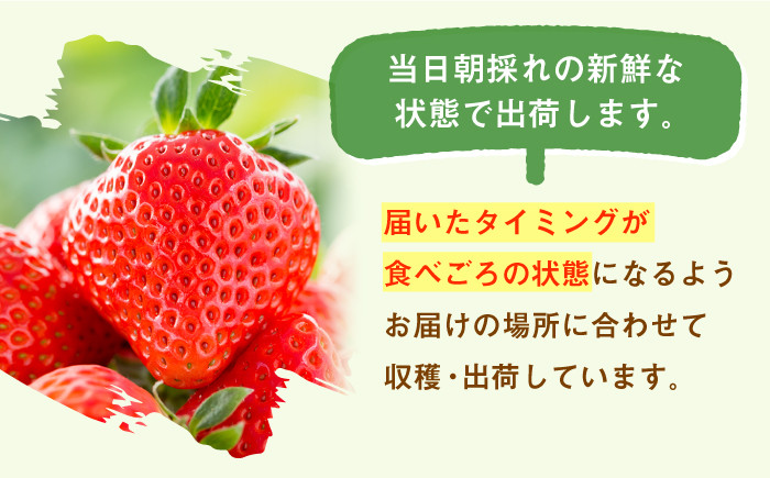 リピート多数!毎年大好評のさがほのか定期便が新登場!