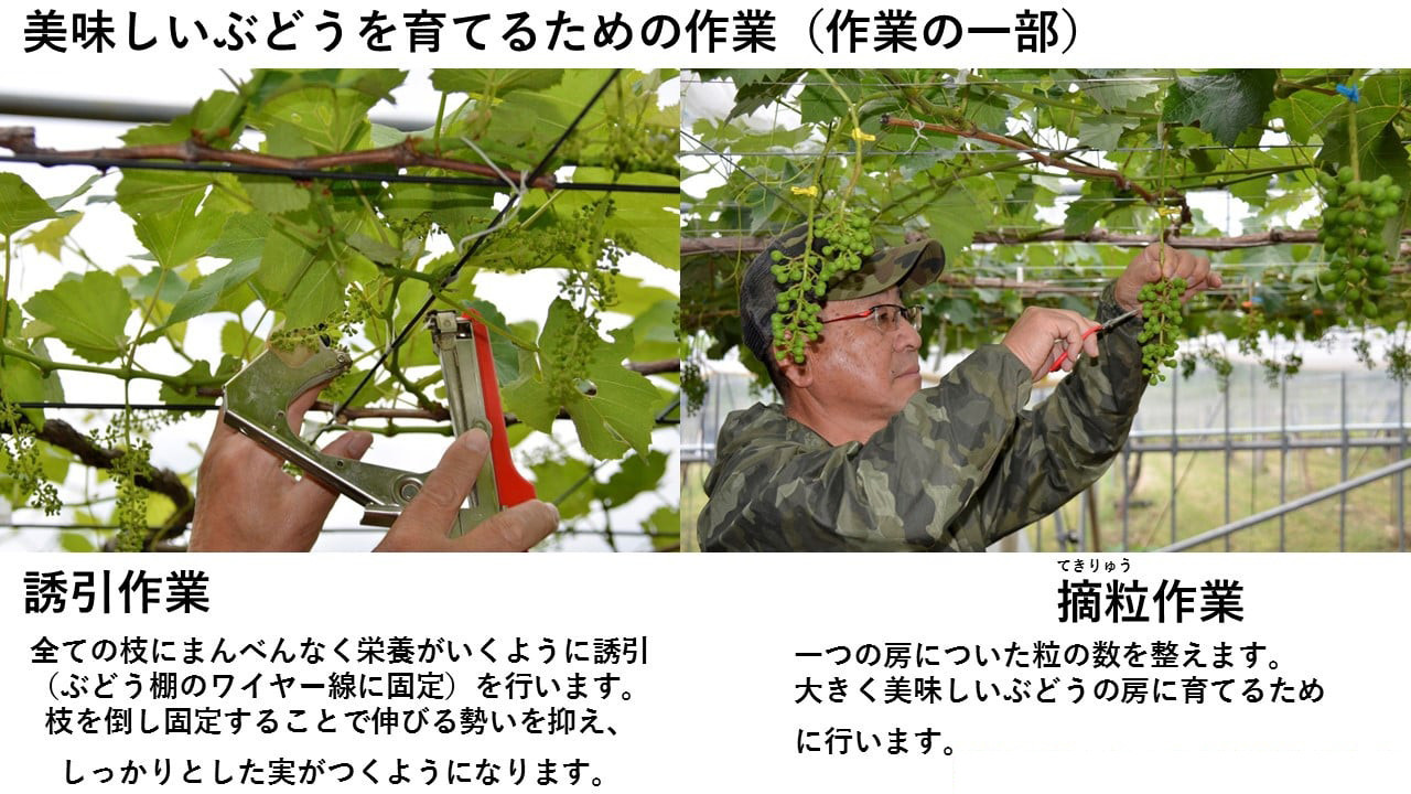 ジベ処理（種なしにする作業）