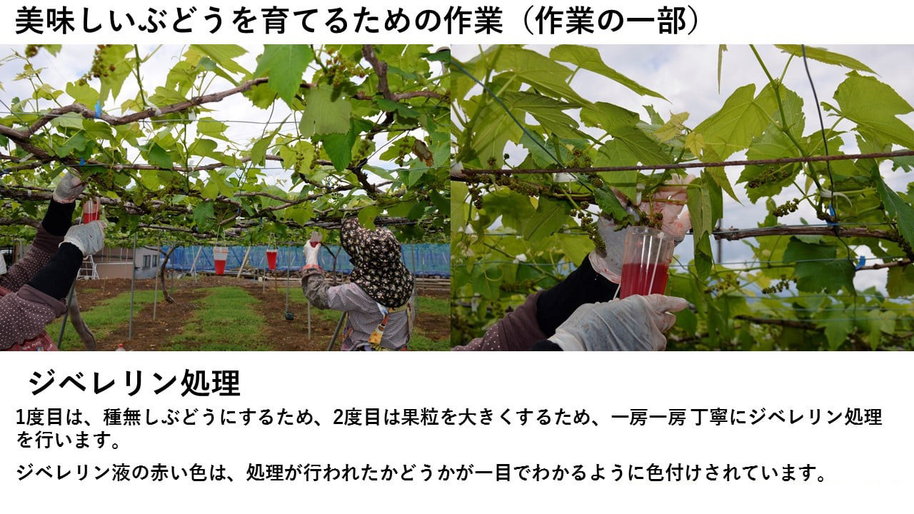 穂坂果実郷