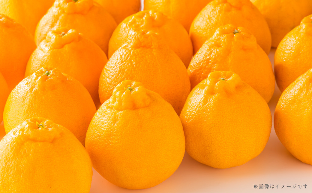 熊本県産 ハウス デコポン 約5kg