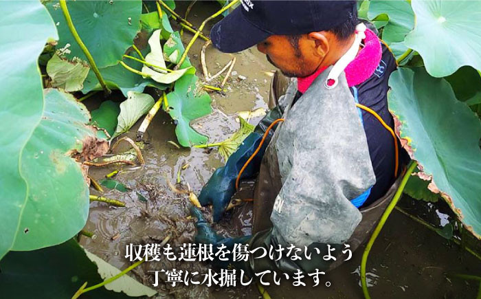 「れんこんの名産地」佐賀県白石町からお届け！