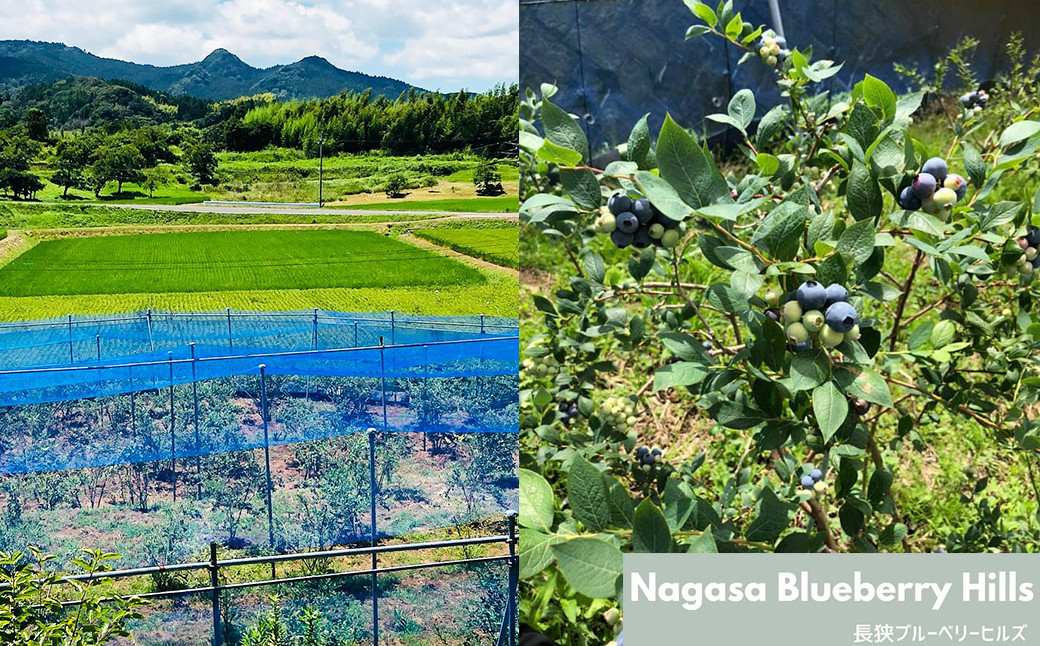 収穫時期は7月下旬～８月下旬。摘み取り体験が人気の「長狭ブルーベリーヒルズ」