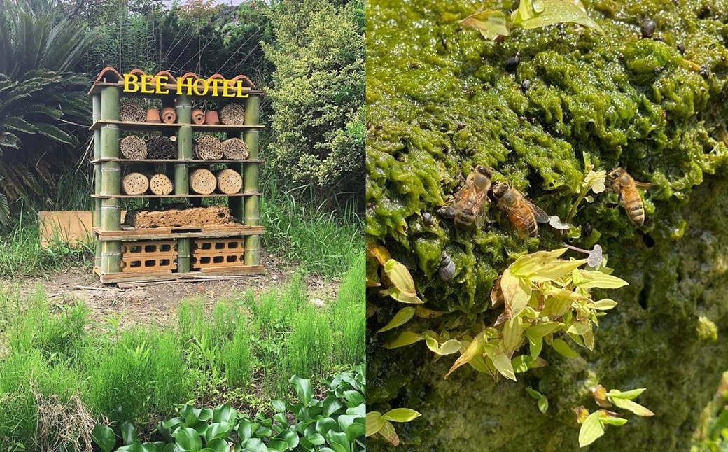 広いお庭の一角にひっそり佇む「Bee Hotel」この日は入居なし？