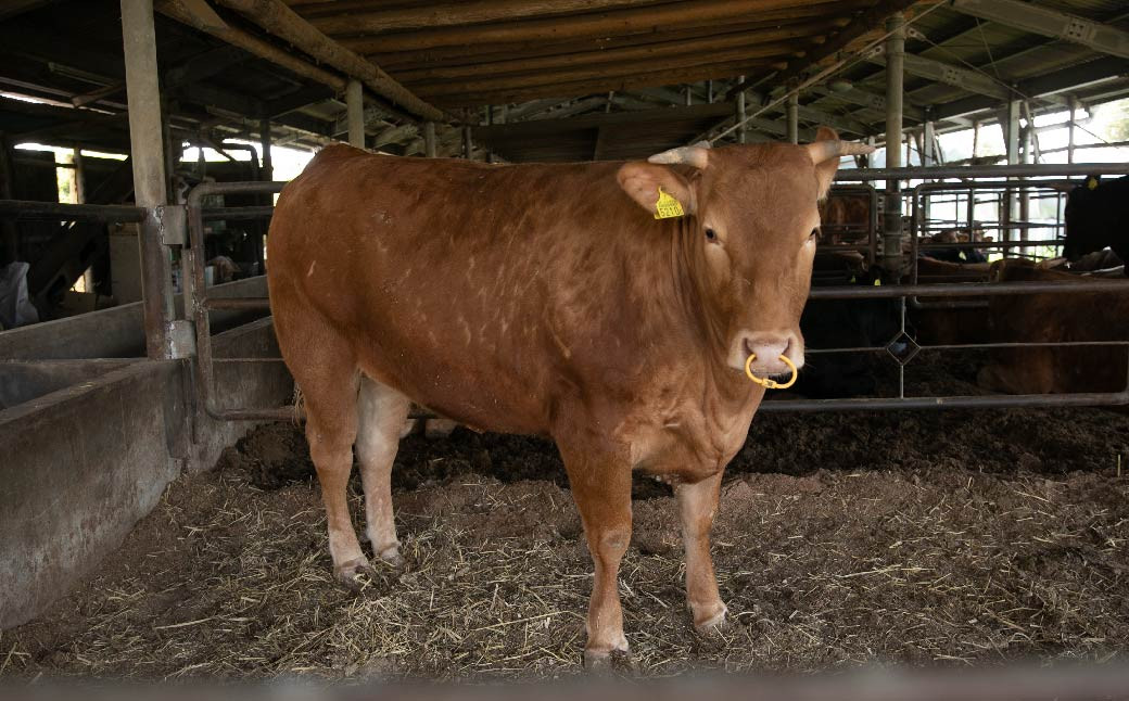 阿蘇 あか牛丼 (1個) と 阿蘇 あか牛 ハンバーグ (2個)