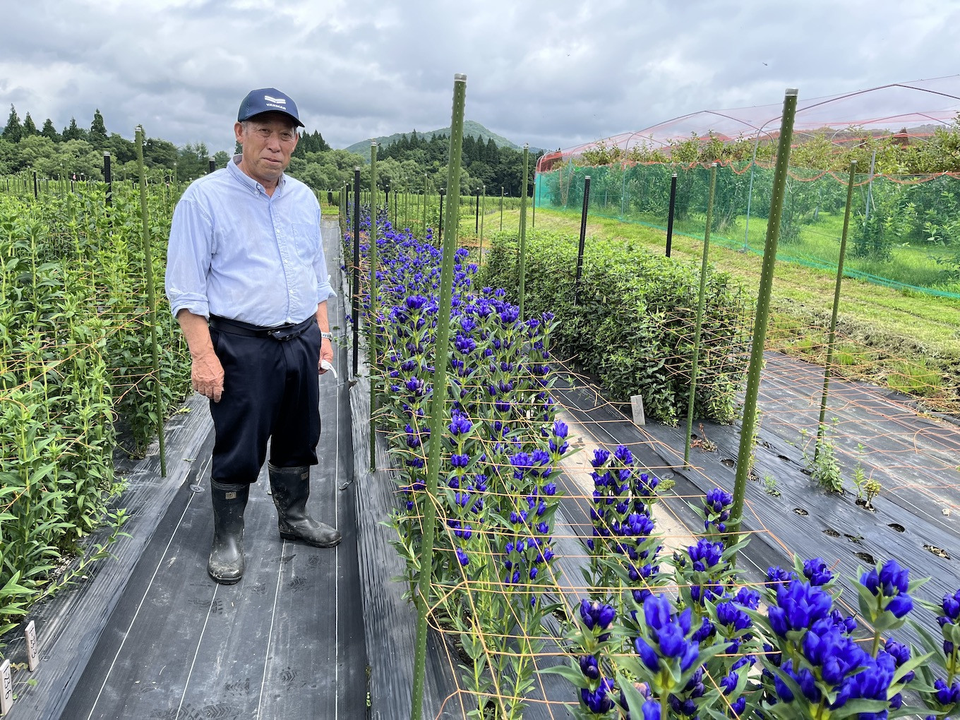 西和賀町・貝沢地区のりんどう農家、南川信一さん。長年、りんどうの栽培と品種開発に取り組んできました