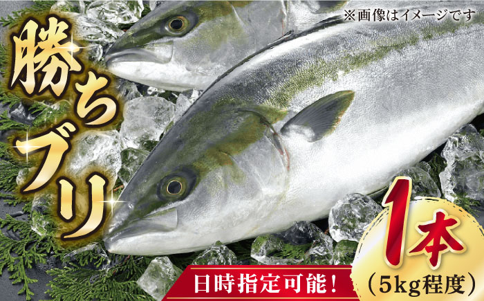 上五島産椿油を独自の飼料に配合。
健康志向の時代にマッチした養殖ブリです。