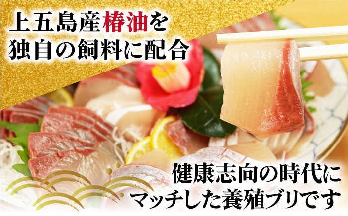 養殖 勝ちブリ フィレ 2枚 / ぶり 鰤 鮮魚 海鮮 海産物 新上五島町