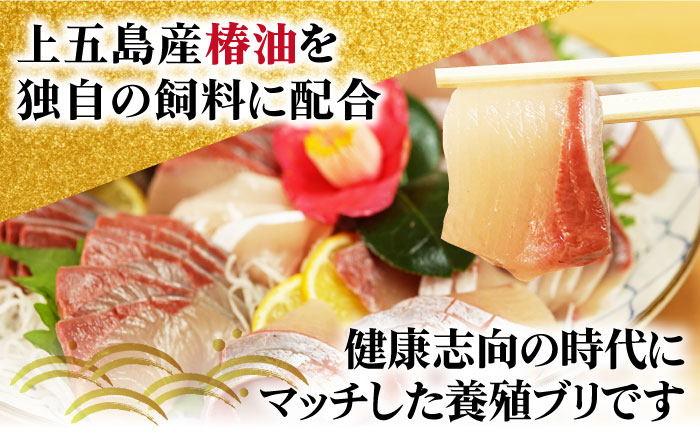 養殖 勝ちブリ 1本 / ぶり 鰤 鮮魚 海鮮 海産物 新上五島町