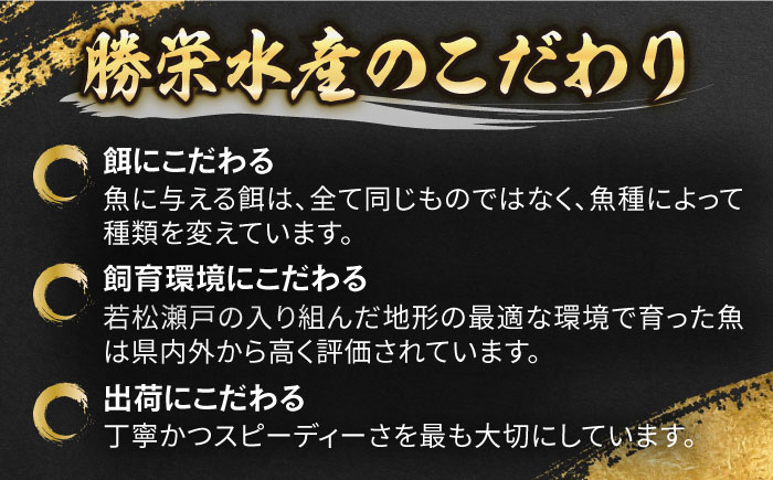 養殖 勝ちブリ 1本 / ぶり 鰤 鮮魚 海鮮 海産物 新上五島町