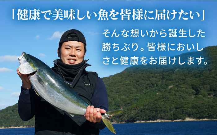 養殖 勝ちブリ 1本 / ぶり 鰤 鮮魚 海鮮 海産物 新上五島町