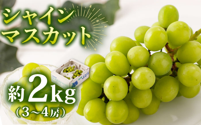 【甘くてみずみずしい】シャインマスカット 約2kg ( 3～4房 ) /菓子工房ピュアハート [UDF002]