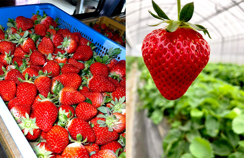 熊本県産 いちご (恋みのり)4パック 約1000g