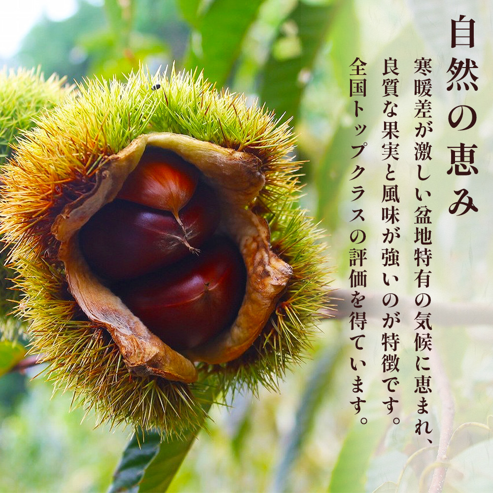 【球磨 栗】 2kg