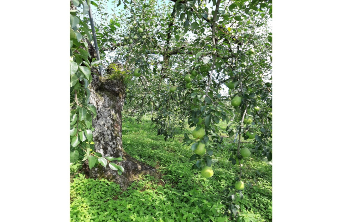 未だ沢山の実をつけ続けています。