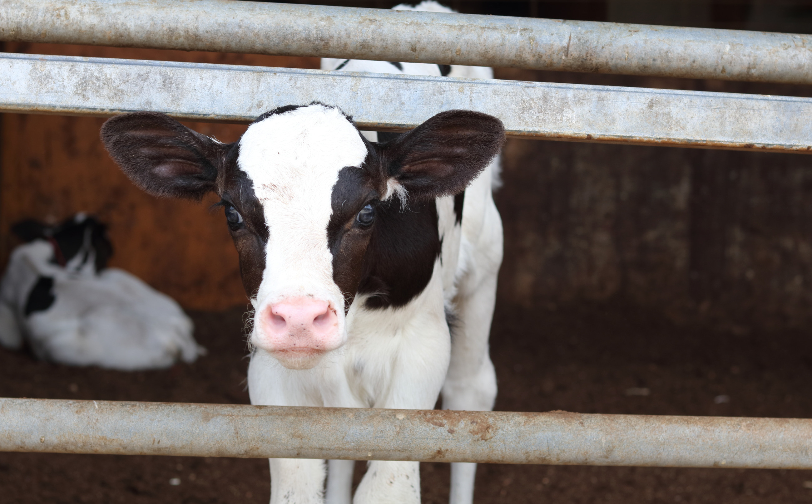 松本牧場の仔牛