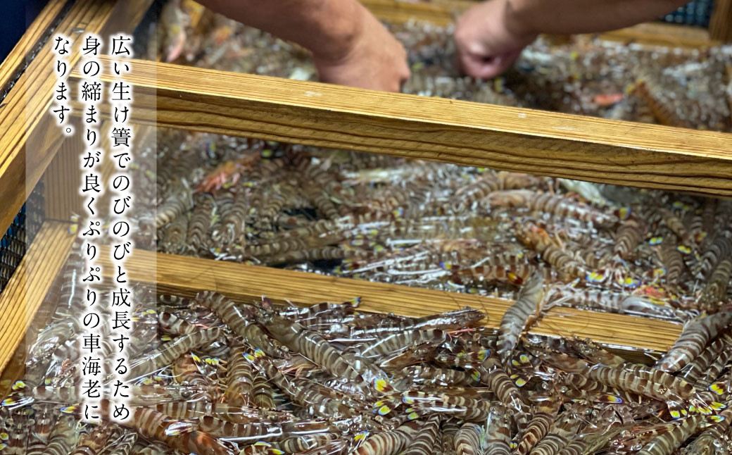 【加熱用・生食用セット】森さん家の冷凍 車えび