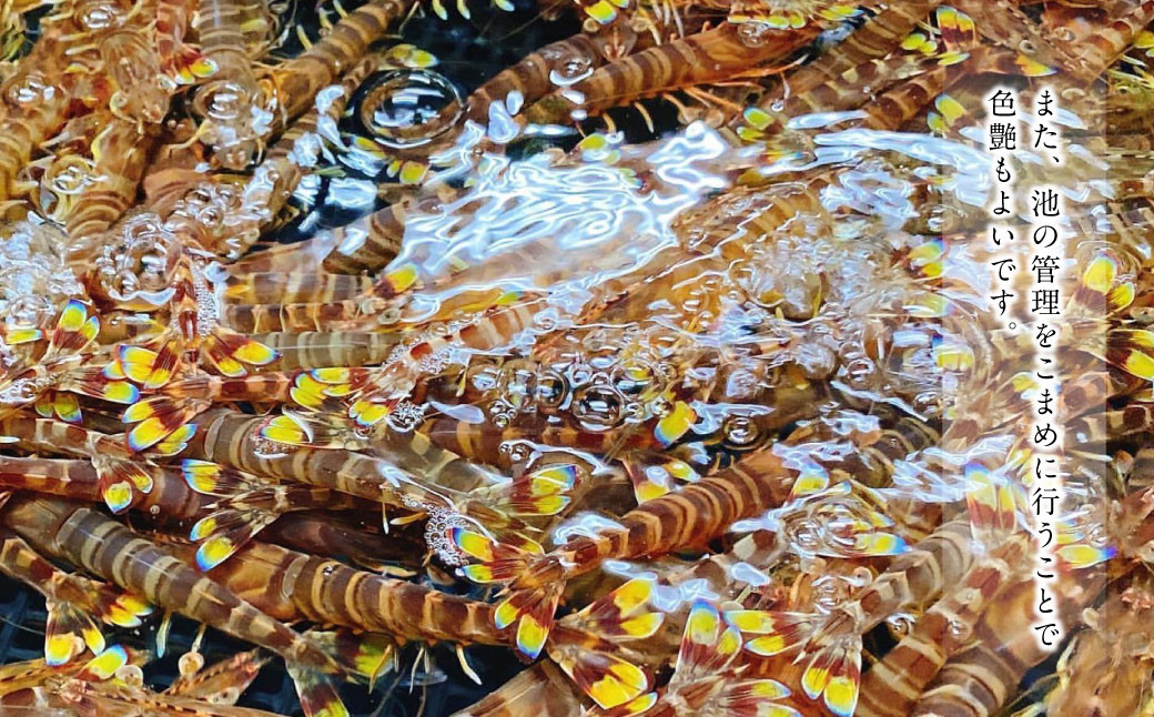 【加熱用・生食用セット】森さん家の冷凍 車えび