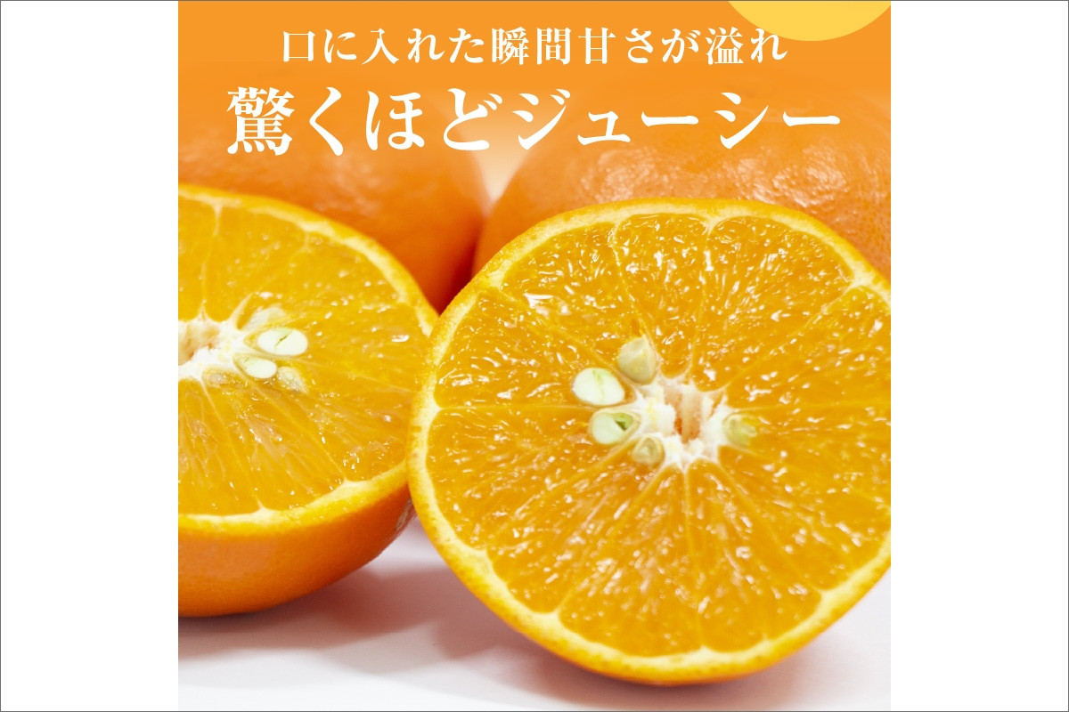 【2026年発送 先行予約品】