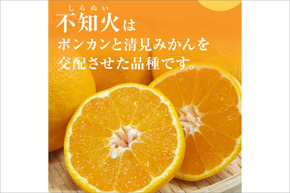 【2026年発送 先行予約品】